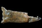 Fossil Horse (Equus) Jaw - River Rhine, Germany #123492-3
